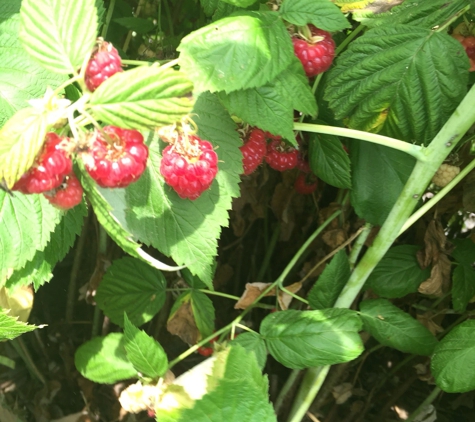 Sweet Berry Farm - Middletown, RI