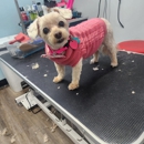 Jazmins Grooms and Designs - Pet Grooming
