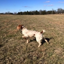 Miley's Gundogs - Dog Training