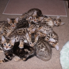 San Diego Bengal / Black Mtn Bengals