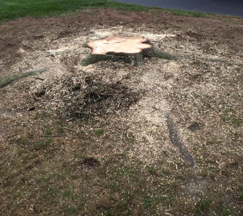 Family Tree Removal - Utica, MI