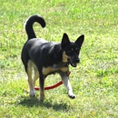 Dog Psychology and Training Center - Pet Boarding & Kennels