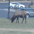 Mammoth Hot Springs Hotel and Cabins - Hotels