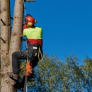 M & A Tree Service - Tree Service