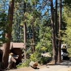 Twain Harte Tree Service
