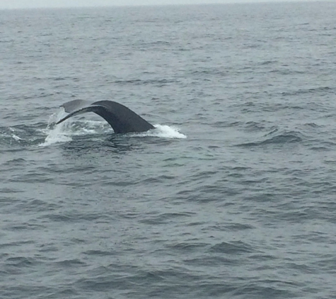 Hyannis Whale Watcher Cruises - Barnstable, MA