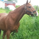 Gold Rush Farms LLC - Pony Rides