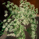Enchanted Florist - Florists