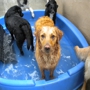 Top Dog Daycare and Boarding