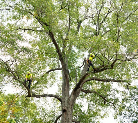 Bartlett Tree Experts - Chesapeake, VA