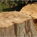 Davis Tree Service - Stump Removal & Grinding