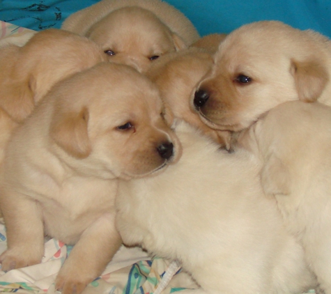 Cherry Oaks Labradors - Beaumont, CA. CHERRY OAKS YELLOW ENGLISH LABRADOR PUPPIES