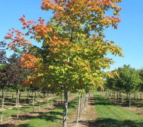 Baldwin Tree Farm - Fenton, MI