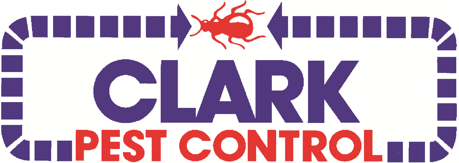 Carpet Beetles  Killroy Pest Control