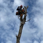Weber Tree Care