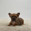 Czar Frenchies gallery