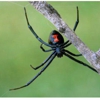 GPM Termite & Pest Solutions gallery