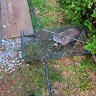 K&R Wildlife Trapping and Removal