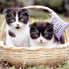Your Elegant Pet Boutique