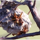 Arab Termite & Pest Control - Termite Control