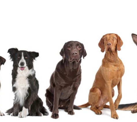 Lana's Dog Training - North Bendigo, VIC