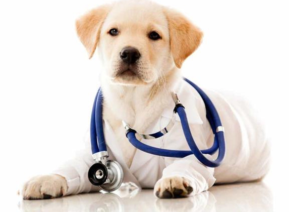 A & C Pet Hospital - Commerce Township, MI