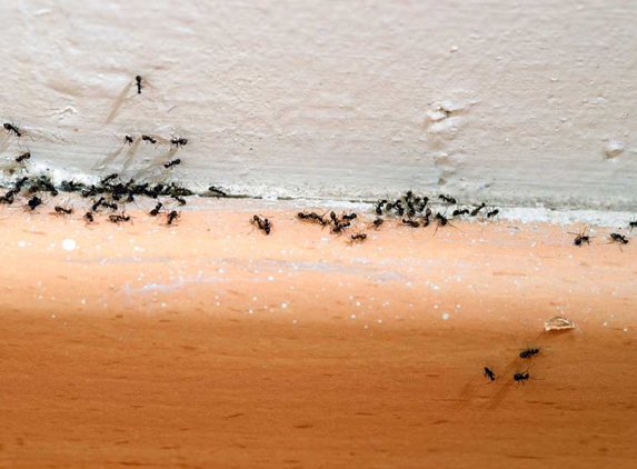Capricorn Pest Control - Exmouth, WA