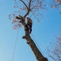 Lasky Tree Services