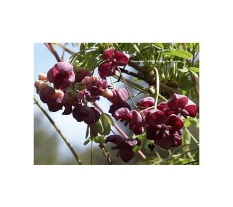 Junction Hill Nursery