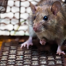 Action Termite & Pest Control - Pest Control Equipment & Supplies