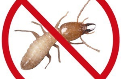 Active Termites Emerging From An Infested Tree Termite Treatment