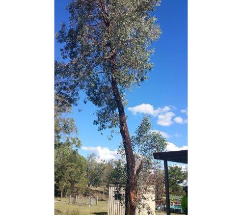 Bell's Tree Service - Wallamore, NSW