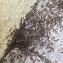 Advanced Wildlife and Pest Control - Animal Removal Services