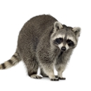 All Animal Removal & Restoration - Pest Control Services