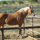 Kings Victory Farm - Riding Academies