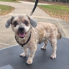 AK Canines Mobile Dog Grooming gallery