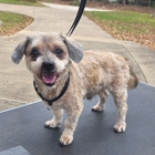AK Canines Mobile Dog Grooming