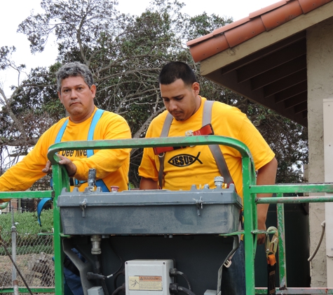 Safe & Alive Bee Hive Removal - San Diego, CA