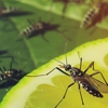 Mosquito Mob gallery