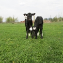 Greener Pastures Breeding Service, Licensed AI Technician - Artificial Animal Insemination
