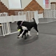 Sport Dogs Complex