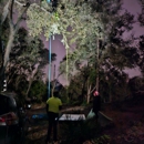Dylan's Tree Service and Landscaping - Tree Service