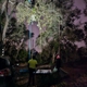 Dylan's Tree Service and Landscaping