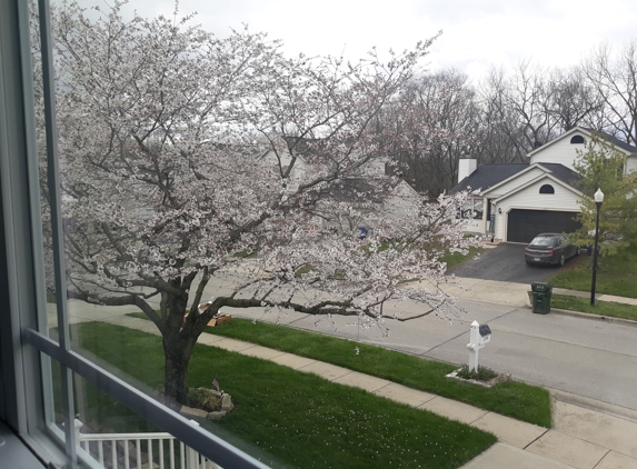 Arbaugh Tree Service OH - Carroll, OH. Taken yesterday, 4-10-2022 our Beautifully Trimmed Cherry Tree