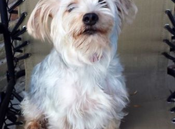 PetWorks Express - Houston, TX. POPE FRANCIS: I was an abused STRAY- NOW I am LOVED!!