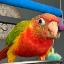 Chirping Friends Pets LLC - Birds & Bird Supplies