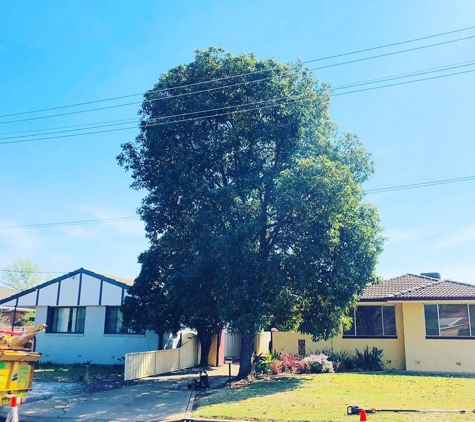 Arbortec Tree Service - Dubbo, NSW. Tree Removal - Before