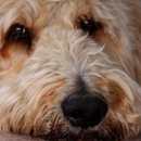 Central Valley Animal Hospital - Veterinarian Emergency Services