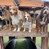BratPak Dog Kamp - Livermore gallery