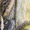 TJ's Wildlife Services gallery